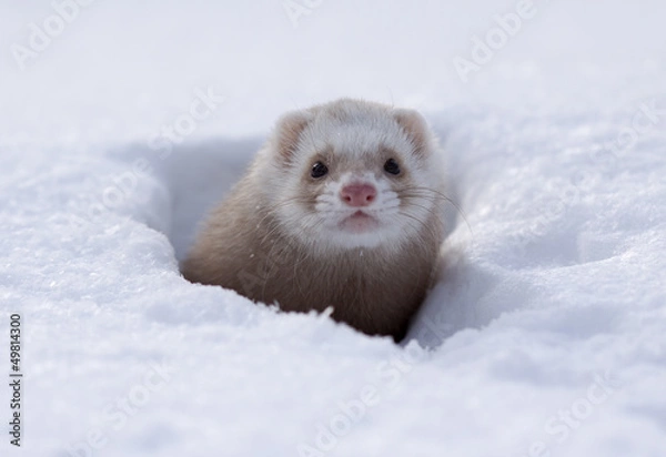 Obraz ferret
