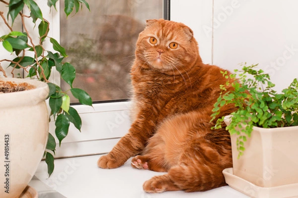 Obraz Scottish fold cat