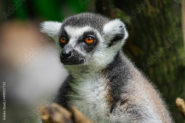 Obraz The portrait of Lemur on a tree (lemuriformes)
