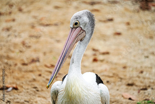 Obraz Portrait Pelican on the beach