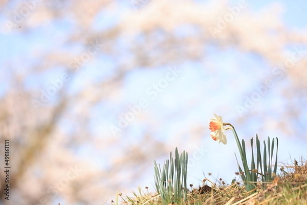 Obraz 満開の桜の下に咲く水仙