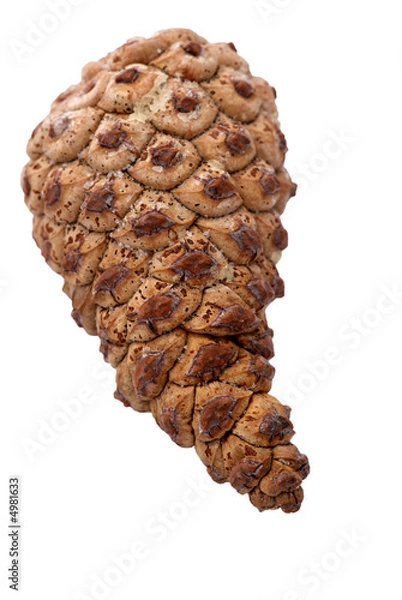 Fototapeta Pinecone over white background