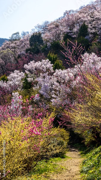 Fototapeta 花に囲まれた散策路　福島　花見山公園　絶景　縦構図