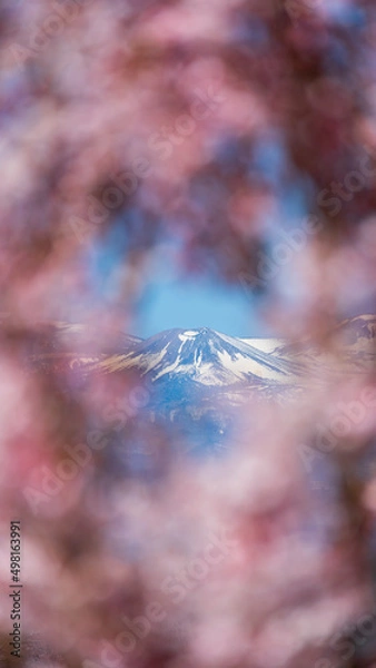 Fototapeta 桜の枝の隙間から覗く雪山　花見山公園
