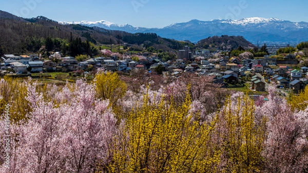 Fototapeta 桜と連翹と雪山　花見山からの眺め　福島