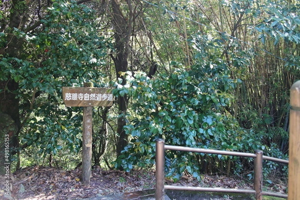 Fototapeta 森林浴の遊歩道の入り口