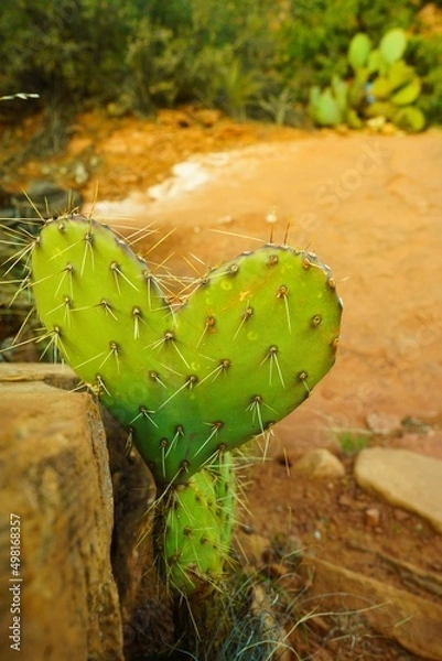 Fototapeta Cactus Heart