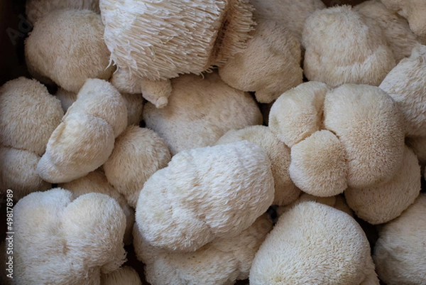 Obraz Lions mane mushrooms close up