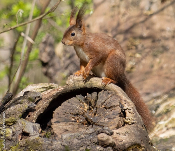 Obraz Eichhörnchen auf Baumstamm