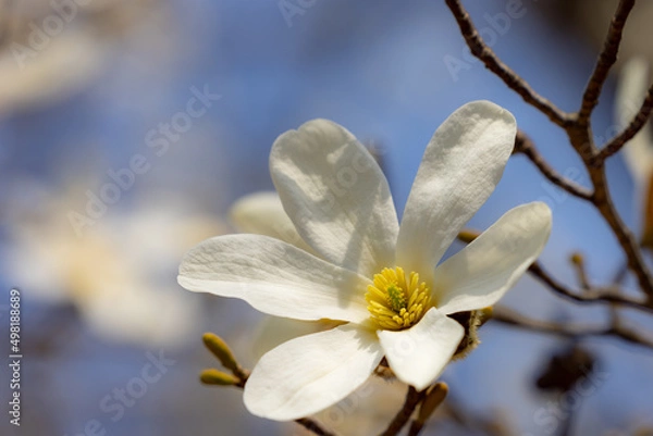 Fototapeta 辛夷ズーム