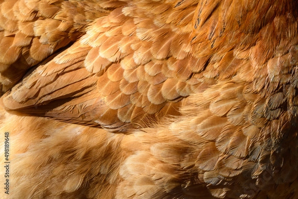 Fototapeta Close up of red chicken feathers