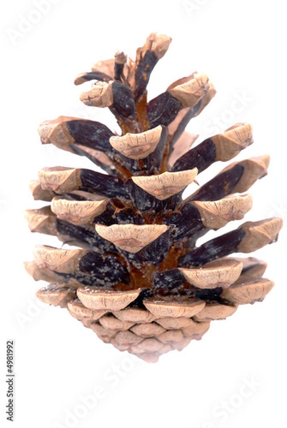 Fototapeta Pinecone over white background