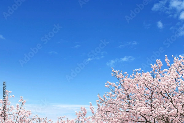Obraz 背景 テクスチャ 桜 空 花 フレーム
