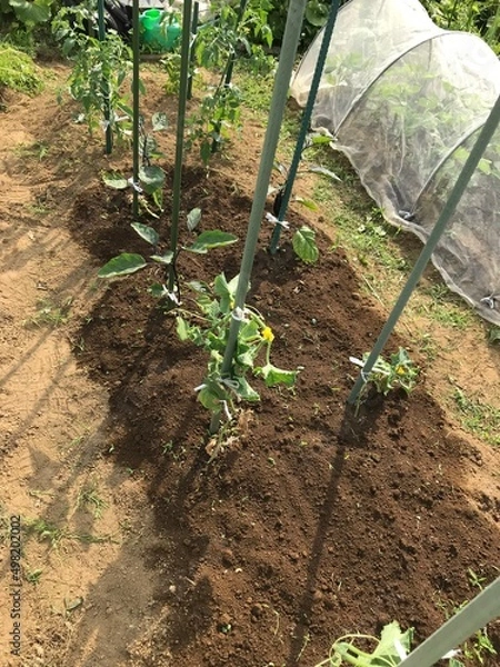 Fototapeta 家庭菜園