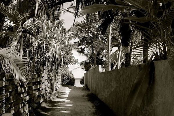 Fototapeta tree trunk