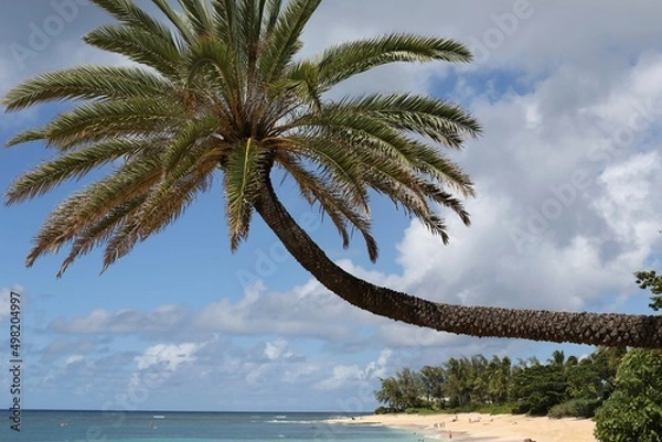 Obraz palm trees on the beach