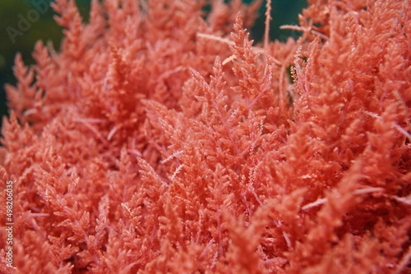 Obraz Red alga Harpoon weed, Asparagopsis armata, close-up, underwater in the Atlantic ocean, Spain