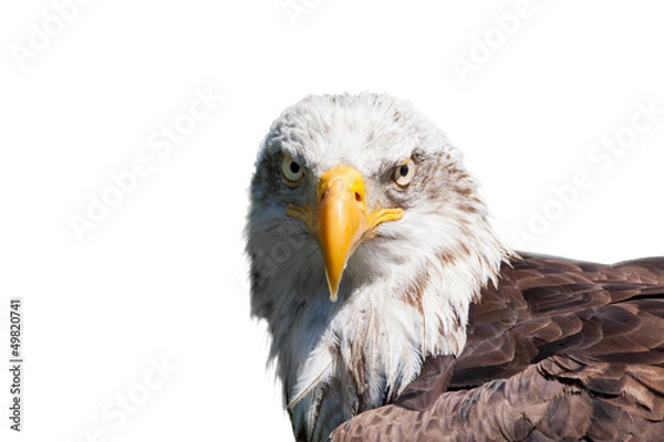 Fototapeta Bald eagle isolated