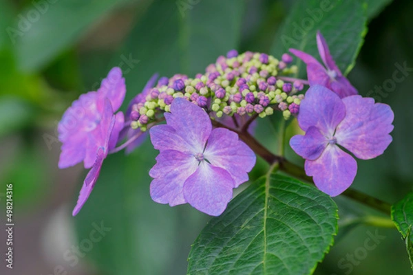 Fototapeta 淡い紫のアジサイ　淡い緑とアジサイ　ブルーのアジサイ　白　あじさい