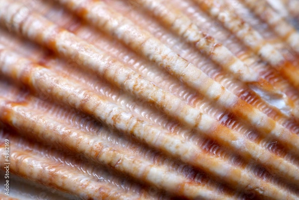 Fototapeta Shell pattern