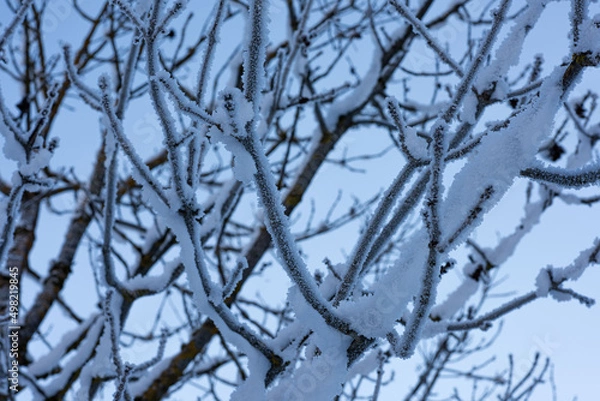 Obraz Zweige Snee Winter