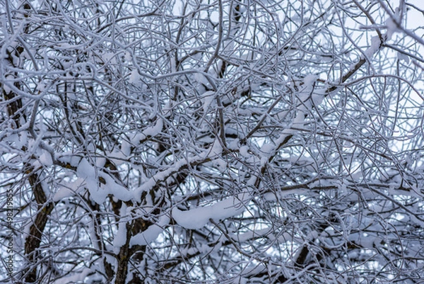 Obraz Schnee auf den Ästen