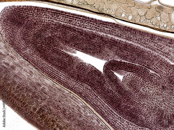 Obraz Cross section corn grain (Zea mays). Microscope photo. 