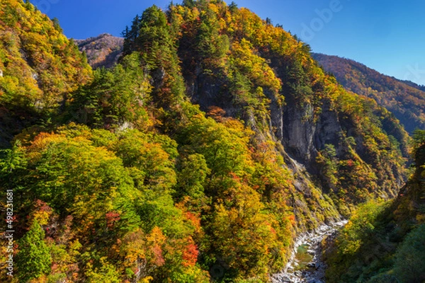 Obraz 白山白川郷ホワイトロード　紅葉