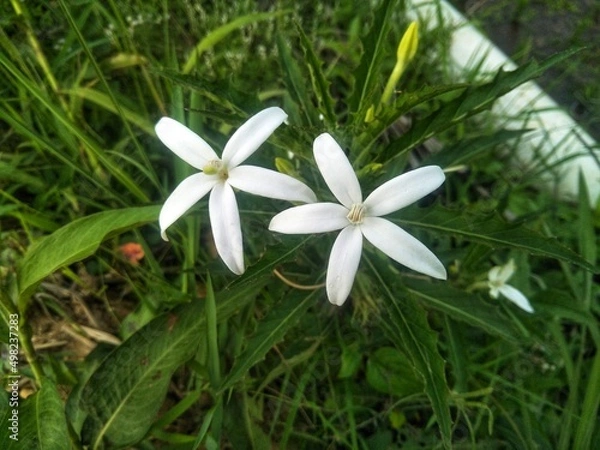 Fototapeta Hippobroma longiflora, also called Star of Bethlehem or madamfate, is a flowering plant in the family Campanulaceae.