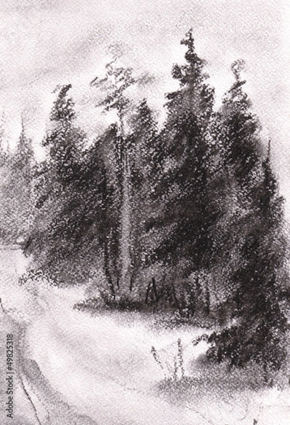 Fototapeta Forest