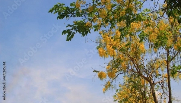 Fototapeta Beautiful view of bright yellow flowers against blue sky, space for text