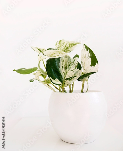 Obraz Tropical houseplant Epipremnum aureum Manjula Pothos also called 'Happy Leaves' in a white pot. Isolated on a white background, copy space. Variegated, marbled, white and green heart-shaped leaves.