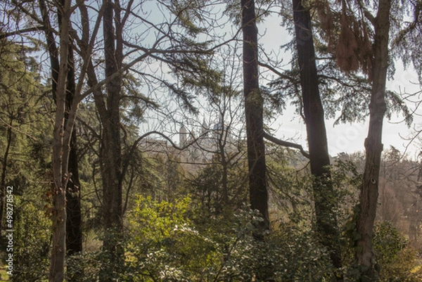 Fototapeta trees in the woods