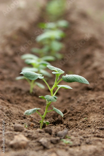 Fototapeta A potato seedling in the garden. Potato field