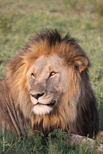 Obraz Male Lion