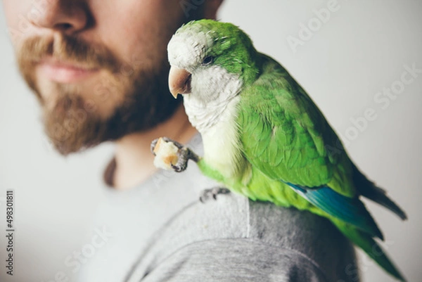 Obraz Cropped photo shoot of beard men profile with his pet - green parrot. Domesticated Quaker Parakeet is sitting on shoulders and eating a treat and is looking at camera with curiosity expression. 