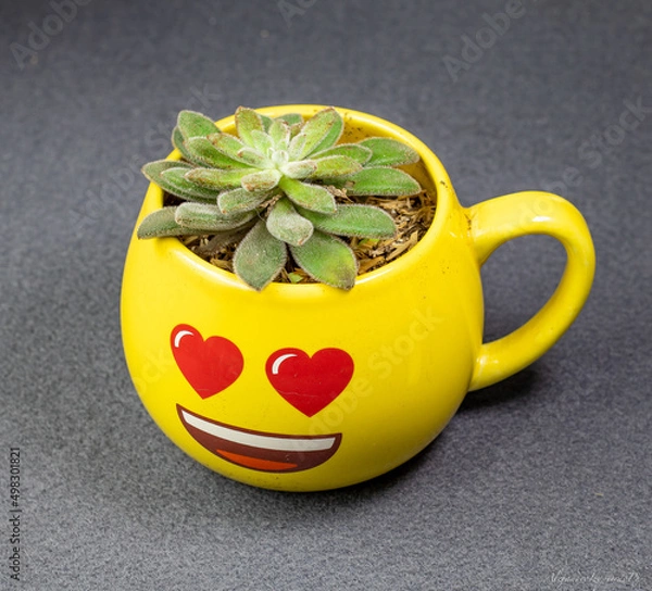 Obraz suculenta corazón 