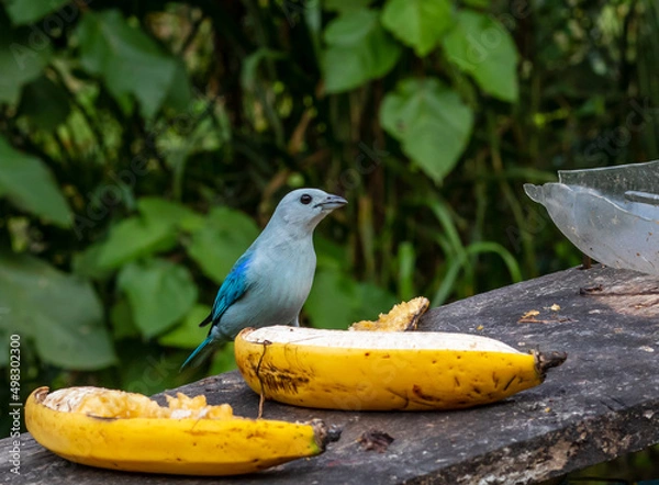 Obraz pájaro azulejo 