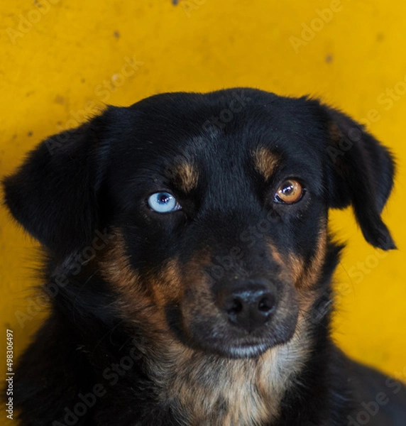 Obraz perro coor ojos diferentes