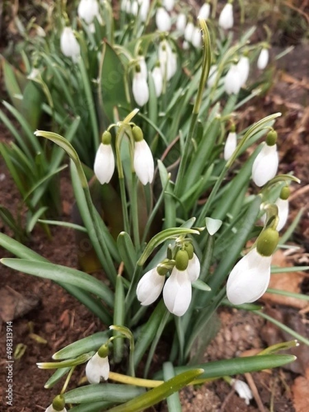 Obraz First spring flowers. Snowdrops. White spring flowers close up. Beautiful white flowers. 