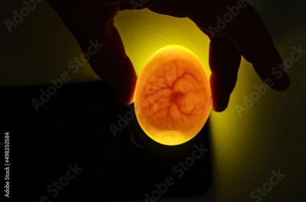 Obraz Eggs are candled to observe the development of the embryo. The hand holds a duck egg over the light source. Visible veins, nascent heart and air pocket.