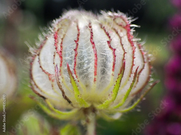 Fototapeta Hibiscus trionum