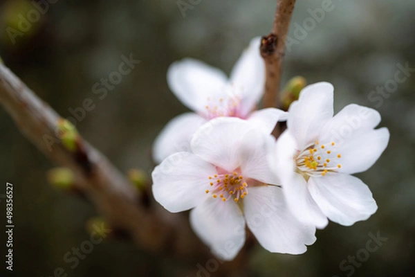 Obraz Cherry flower