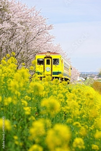 Fototapeta 新田野の桜並木と菜の花列車　いすみ鉄道