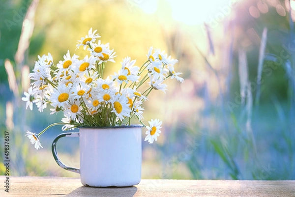 Fototapeta chamomile flowers in white cup on table in garden, natural sunny blurred background. rustic composition of summer season. relaxation, harmony atmosphere