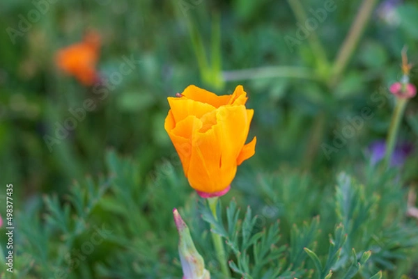 Obraz flor naranja