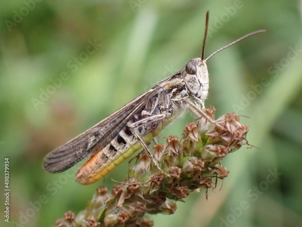 Fototapeta Chorthippus biguttulus