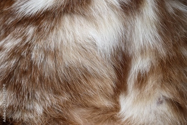 Obraz Gray cat fur background or texture