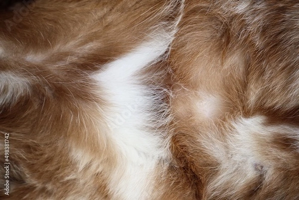 Fototapeta Gray cat fur background or texture