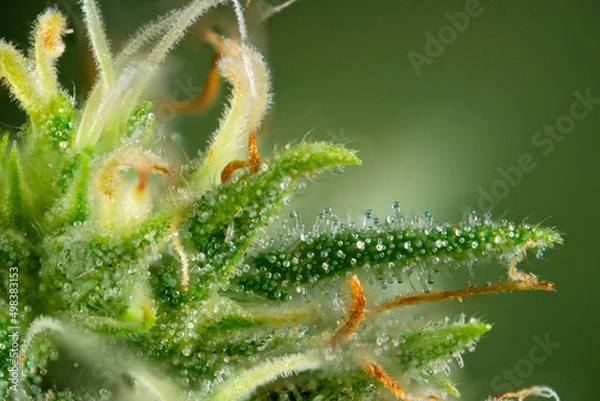 Fototapeta Cannabis flower ready for harvest with visible trichomes